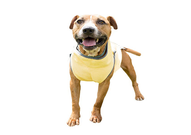 cooling vest